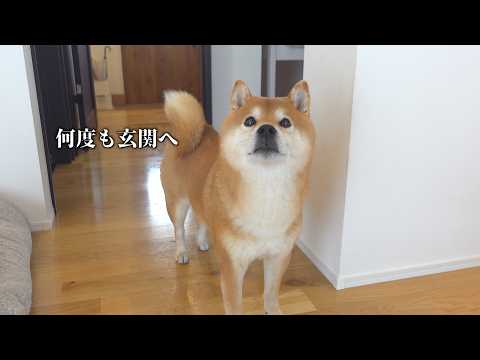 大きな地震のあと、柴犬が落ち着きません(YouTube)