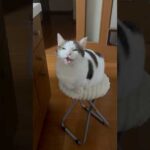 最後、ハト？(YouTube)