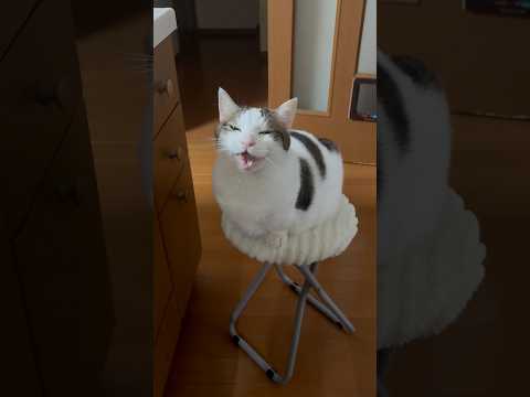 最後、ハト？(YouTube)