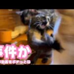 またまた事件か  詳細は動画をポチっとお願いします  2026 04 11 1(YouTube)