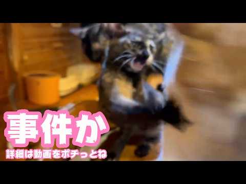 またまた事件か  詳細は動画をポチっとお願いします  2026 04 11 1(YouTube)