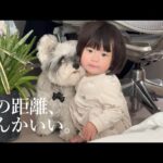 1歳の娘と犬、ただ見つめ合う静かな時間｜シュナウザージジトト(YouTube)