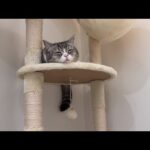 仕事ばかりしてて遊んでもらえない猫が待ちくたびれてこうなっちゃってました…(YouTube)