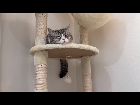 仕事ばかりしてて遊んでもらえない猫が待ちくたびれてこうなっちゃってました…(YouTube)