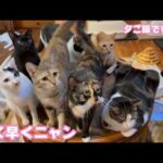 早く早く 腹ペコにゃ～  夕ご飯もたいへんなんですよ～  2026 04 06 2(YouTube)