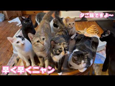 早く早く 腹ペコにゃ～  夕ご飯もたいへんなんですよ～  2026 04 06 2(YouTube)