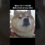 優しい柴犬はパパの異変に気付き散歩に行きたがらず… #癒し #犬のいる生活#shibainu(YouTube)
