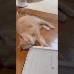 何してんの？(YouTube)