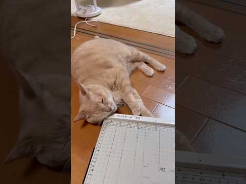 何してんの？(YouTube)