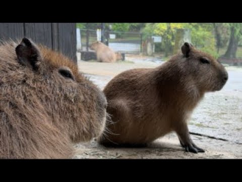 雨☔カピバラとまったり…ライブ‼️(YouTube)
