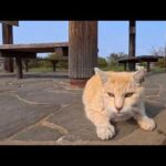 公園の小さい方の東屋を守る茶トラ猫が可愛すぎた…まるで番人みたいで癒される🐾(YouTube)