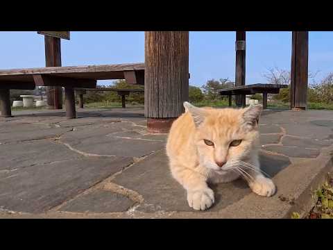 公園の小さい方の東屋を守る茶トラ猫が可愛すぎた…まるで番人みたいで癒される🐾(YouTube)