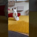 エースの特訓を見守ってください(YouTube)