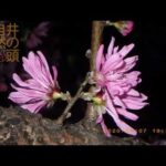 井の頭自然文化園 花ごよみ動画 臨時休園中のようす──キクモモの開花(YouTube)