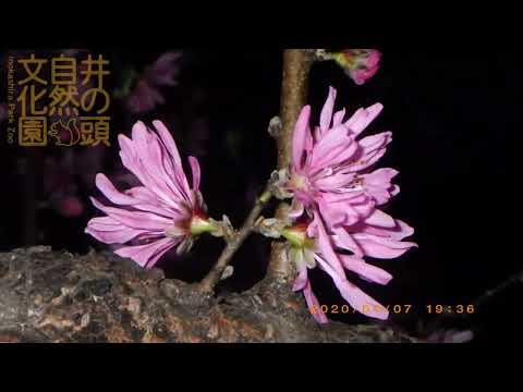 井の頭自然文化園 花ごよみ動画 臨時休園中のようす──キクモモの開花(YouTube)