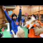 甘いフルーツをあげたら、ワンちゃんたちに大人気www【ザクロ】(YouTube)