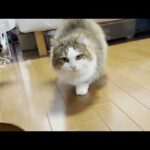 寝室に籠城することを決意した猫(YouTube)