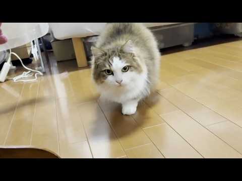 寝室に籠城することを決意した猫(YouTube)