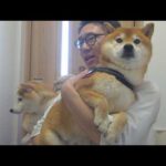 大好きな弟が現れた瞬間の柴犬が、これ。(YouTube)
