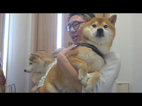 大好きな弟が現れた瞬間の柴犬が、これ。(YouTube)