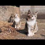 猫島の港でノンビリ寛ぐ猫達がかわいすぎた(YouTube)