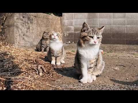 猫島の港でノンビリ寛ぐ猫達がかわいすぎた(YouTube)
