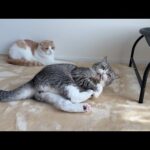 おもちゃの好き嫌いが真逆すぎる兄弟猫の反応がこちらですwww(YouTube)