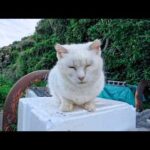 駐車場奥の白猫地帯に行くと猫ハウスの要塞の上に白猫ちゃんがいたのでナデナデしてきた(YouTube)