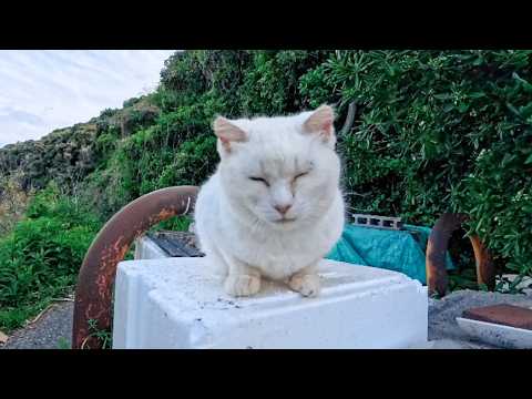 駐車場奥の白猫地帯に行くと猫ハウスの要塞の上に白猫ちゃんがいたのでナデナデしてきた(YouTube)