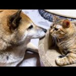 猫たちのパパ柴犬リキの誕生日(YouTube)