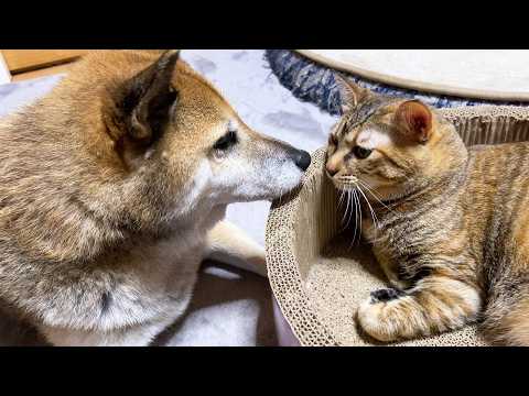 猫たちのパパ柴犬リキの誕生日(YouTube)