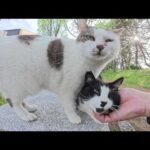 水玉模様のママ猫が「私だけをモフって！」と息子猫を押し退ける(YouTube)