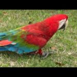 園内散歩ライブ！(YouTube)