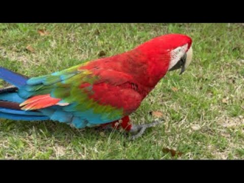 園内散歩ライブ！(YouTube)