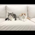 今後の活動について。(YouTube)