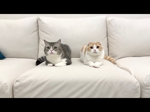 今後の活動について。(YouTube)