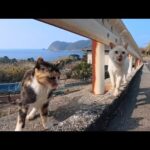 山道を歩くだけで猫が次々集結…気づけば大集会に！奇跡の癒し体験🐱(YouTube)