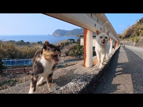 山道を歩くだけで猫が次々集結…気づけば大集会に！奇跡の癒し体験🐱(YouTube)