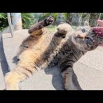 海辺の神社で暮らすキジトラ猫がゴロンゴロンと転げ回って甘えてきた(YouTube)