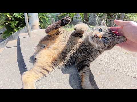 海辺の神社で暮らすキジトラ猫がゴロンゴロンと転げ回って甘えてきた(YouTube)