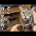 にゃんパラダイスを楽しんでいるとお姉ちゃん大好き猫に怒られてしまいました…(YouTube)