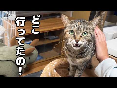にゃんパラダイスを楽しんでいるとお姉ちゃん大好き猫に怒られてしまいました…(YouTube)