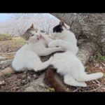 穴場の桜スポットへ行ったら、猫の御一行様がお花見をしていた(YouTube)
