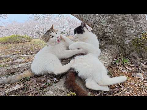 穴場の桜スポットへ行ったら、猫の御一行様がお花見をしていた(YouTube)