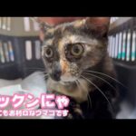 チックンにゃ  ウマコ病院2日目 とってもお利口さんです   2026 04 09 2(YouTube)