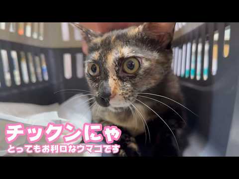 チックンにゃ  ウマコ病院2日目 とってもお利口さんです   2026 04 09 2(YouTube)