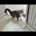 甘えたくて追いかけてくるのに近づくと逃げるあまのじゃくな猫が可愛すぎましたw(YouTube)