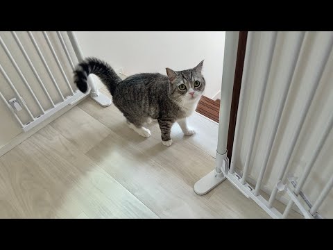 甘えたくて追いかけてくるのに近づくと逃げるあまのじゃくな猫が可愛すぎましたw(YouTube)