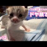 ゴミ箱に棄てられた子猫  ドヤ顔でちよ  キンちゃん Day12  2026 04 27 2(YouTube)