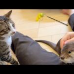 父母娘カワウソ猫がわちゃわちゃわちゃわちゃしてるところ A mother, father, daughter and otter and cat all bustling about(YouTube)